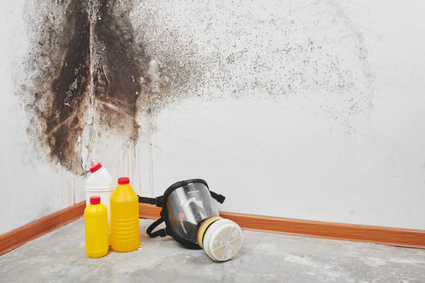 Best Residential Mold Removal  in Shreve, OH