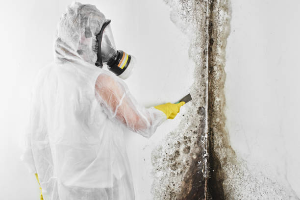 Best Mold Removal Company Near Me  in Shreve, OH