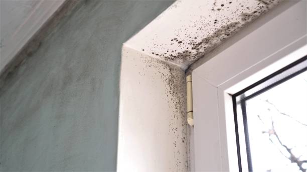 Best Residential Mold Removal  in Shreve, OH