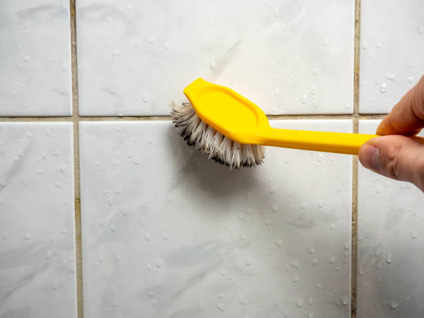 Best Best Mold Removal Companies  in Shreve, OH
