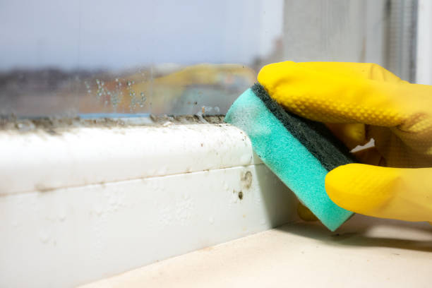 Best Mold Removal Company Near Me  in Shreve, OH