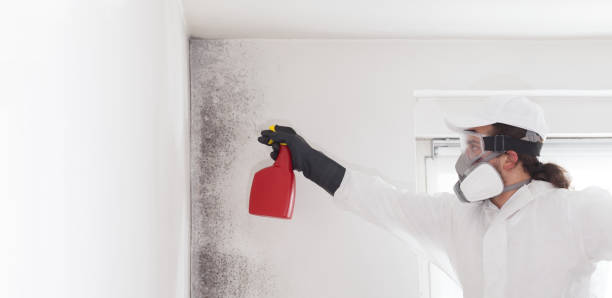 Best Black Mold Removal  in Shreve, OH
