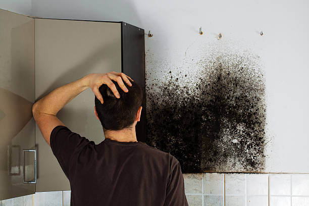 Best Commercial Mold Removal  in Shreve, OH