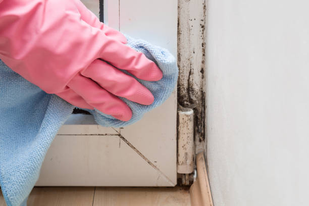 Best Certified Mold Removal  in Shreve, OH