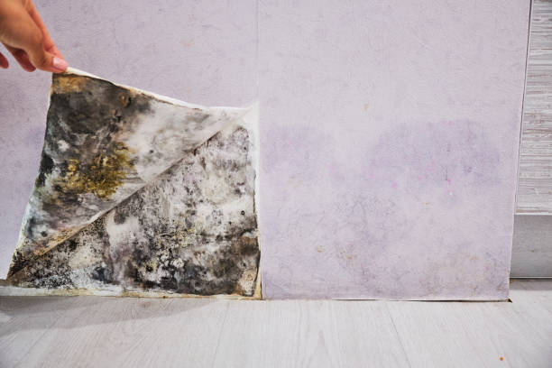 Best Mold Removal Process  in Shreve, OH